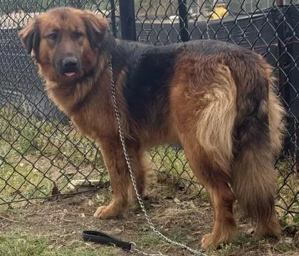 A young large-sized male Australian Shepherd dog named Walleye for adoption in Conway, SC