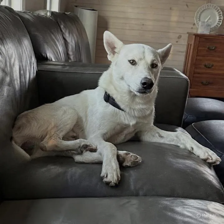 A young medium-sized male White / Cream Husky dog named Bolt for adoption in Pittstown, NJ