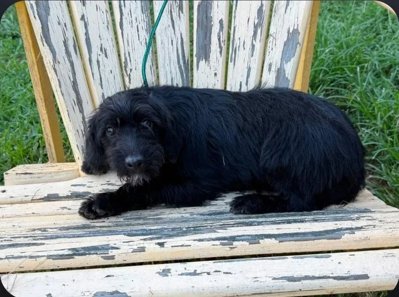 A baby medium-sized male Terrier dog named Campbell Wilder for adoption in Saunderstown, RI