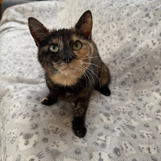 An adult small-sized female Domestic Short Hair cat named Tortilla for adoption in Woodstock, GA