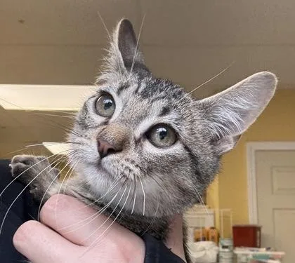 A baby medium-sized male Domestic Short Hair cat named Boomer I AM for adoption in East Brookfield, MA