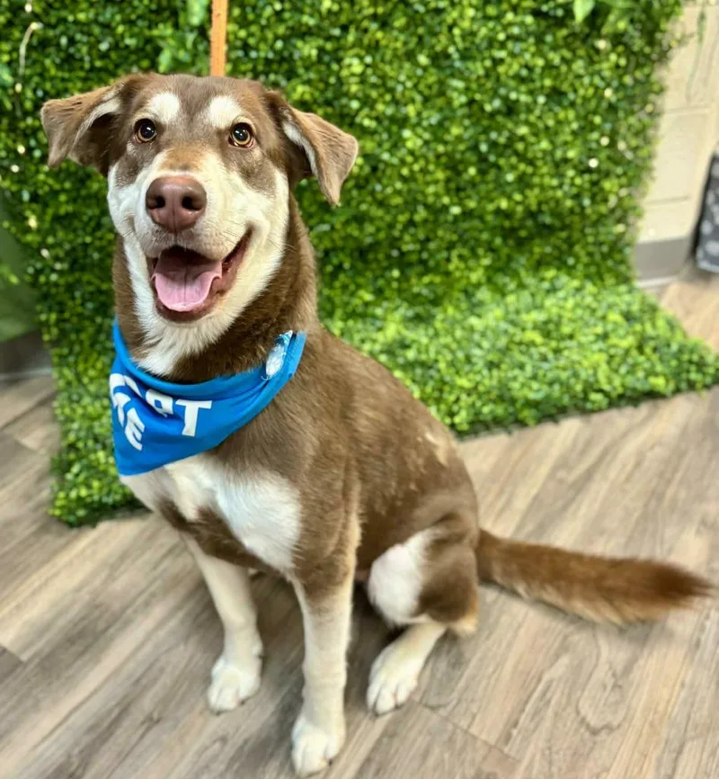 A young medium-sized female Husky dog named Opal for adoption in Fort Mill, SC