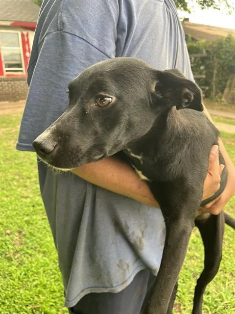 A young medium-sized female Terrier dog named A for adoption in Oklahoma City, OK