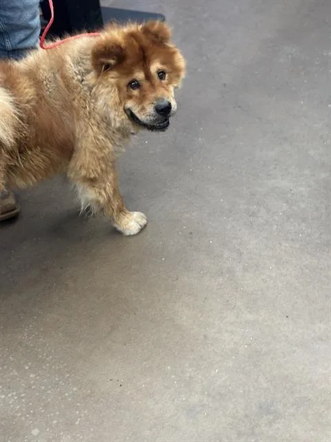 An adult medium-sized male Mixed Breed dog named Luther for adoption in Dallas, TX