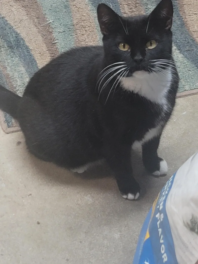 An adult medium-sized female Black & White / Tuxedo Domestic Short Hair cat named Mittens for adoption in Winston-Salem, NC