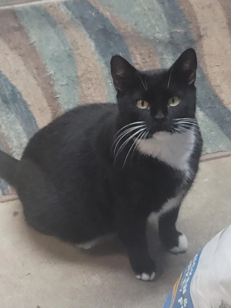 Mittens thumbnail 2