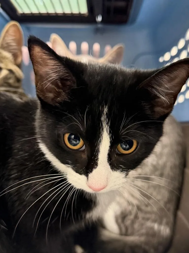 A baby medium-sized female Domestic Short Hair cat named Nutritional Yeast for adoption in Pomona, NY