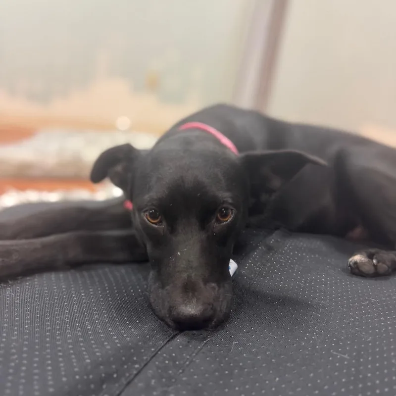 Rosemary thumbnail 2