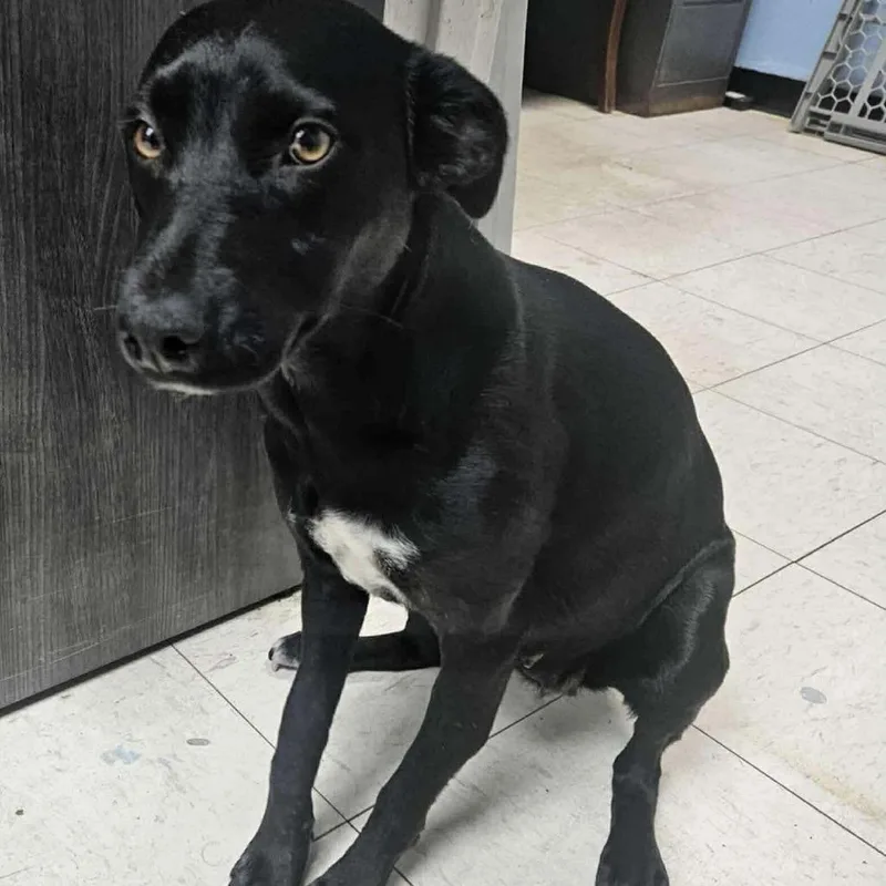 Rosemary thumbnail 3