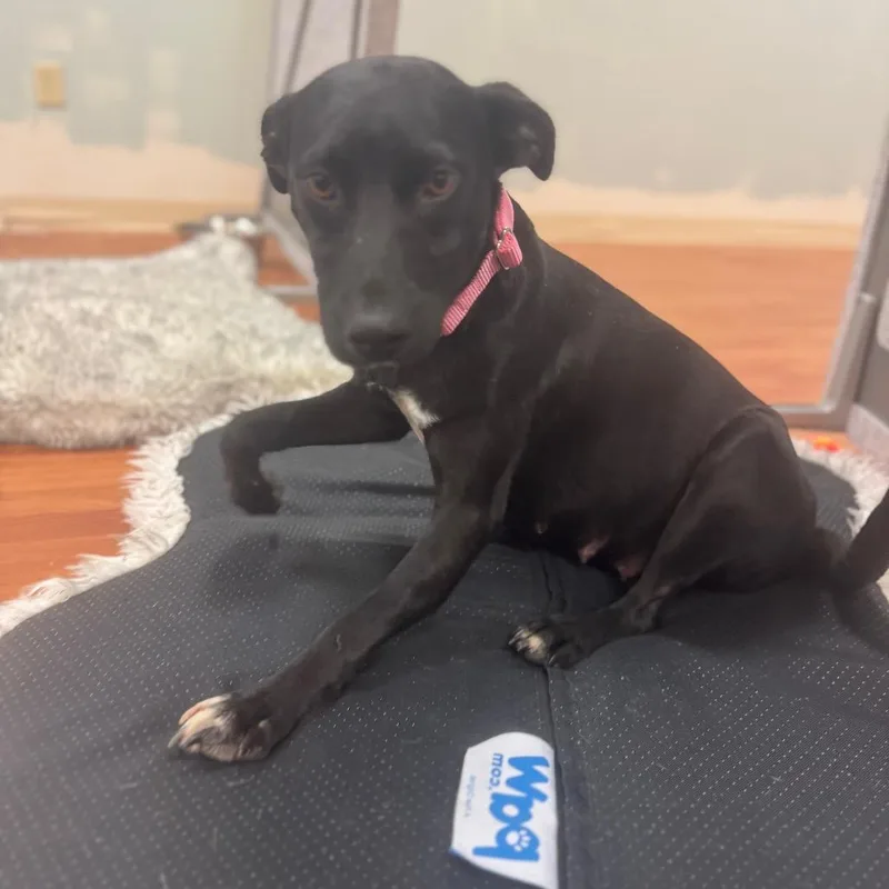 Rosemary thumbnail 4