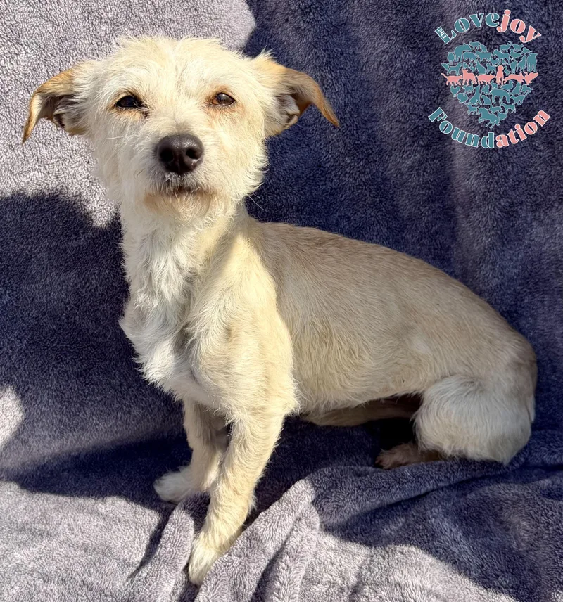 A young small-sized female White / Cream Terrier dog named Sugar for adoption in Inglewood, CA