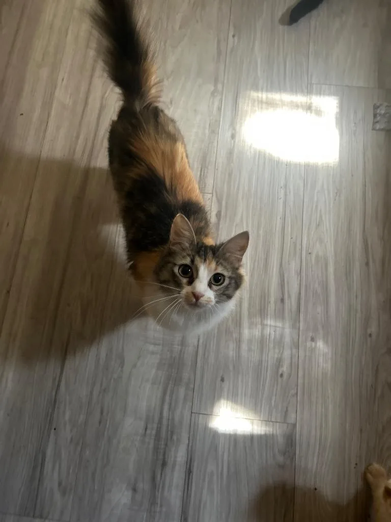 A young medium-sized female Domestic Long Hair cat named Penne for adoption in Mountain Home, AR