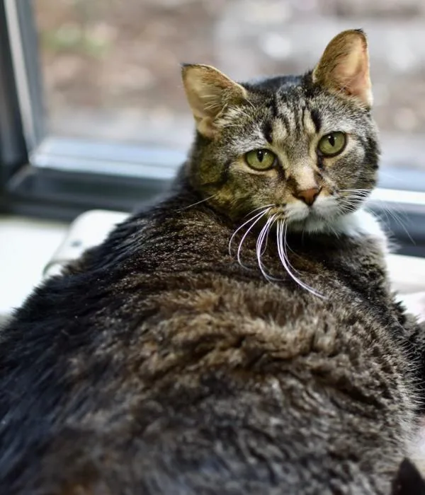 A senior medium-sized female Tabby (Brown / Chocolate) Domestic Short Hair cat named Tiger for adoption in Marietta, GA