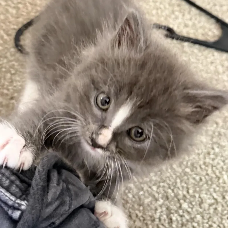 A baby large-sized male Gray & White Domestic Medium Hair cat named Spike for adoption in San Diego, CA