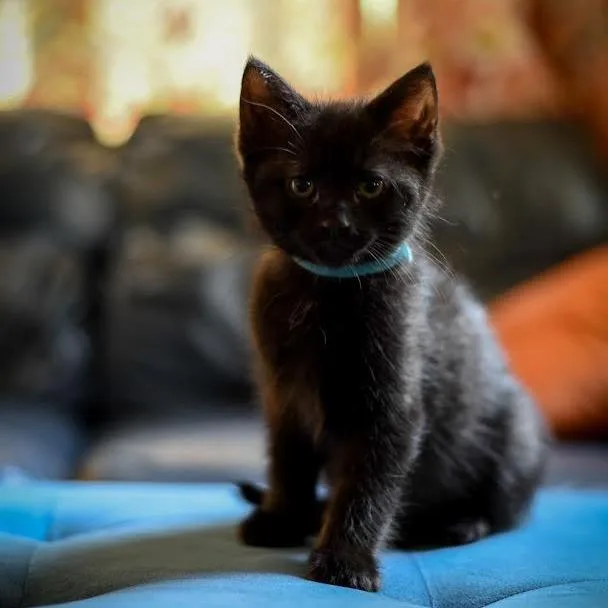 A baby small-sized male Black Domestic Short Hair cat named Uno for adoption in South Elgin, IL