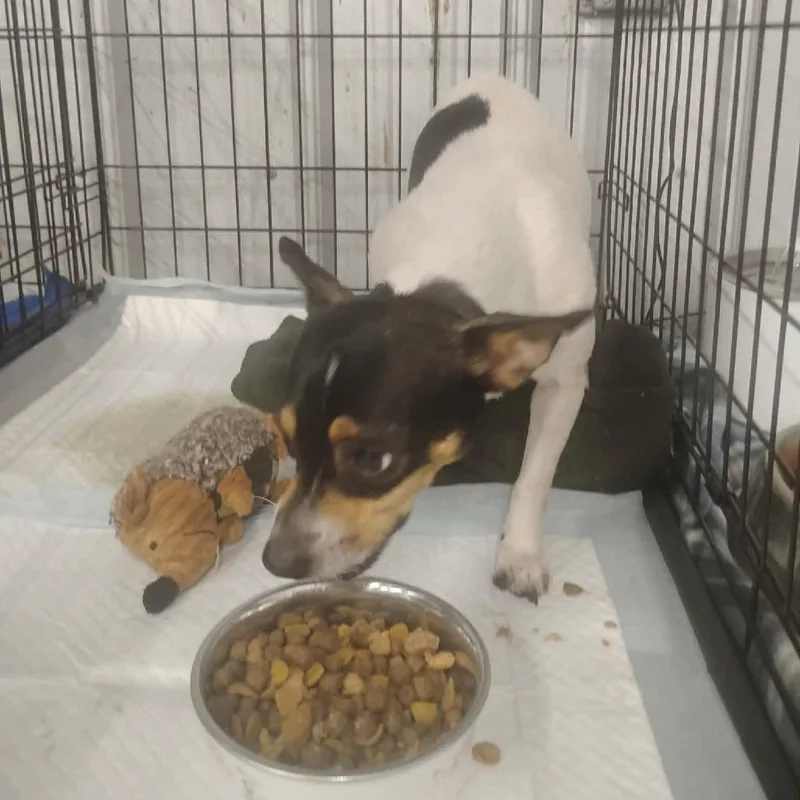 An adult small-sized female Black Chihuahua dog named Tashia for adoption in Dover, AR