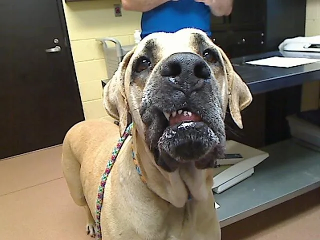 An adult extra large-sized female Great Dane dog named Yukon Xl for adoption in Cookeville, TN