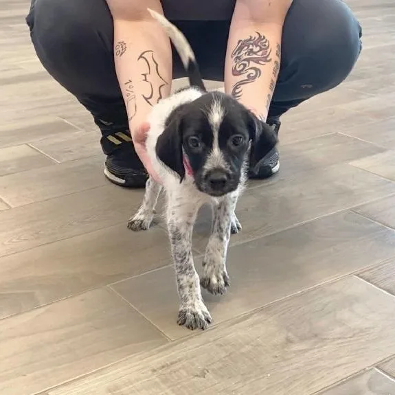 A young medium-sized female Black Australian Cattle Dog / Blue Heeler dog named Leia for adoption in Nevada, MO