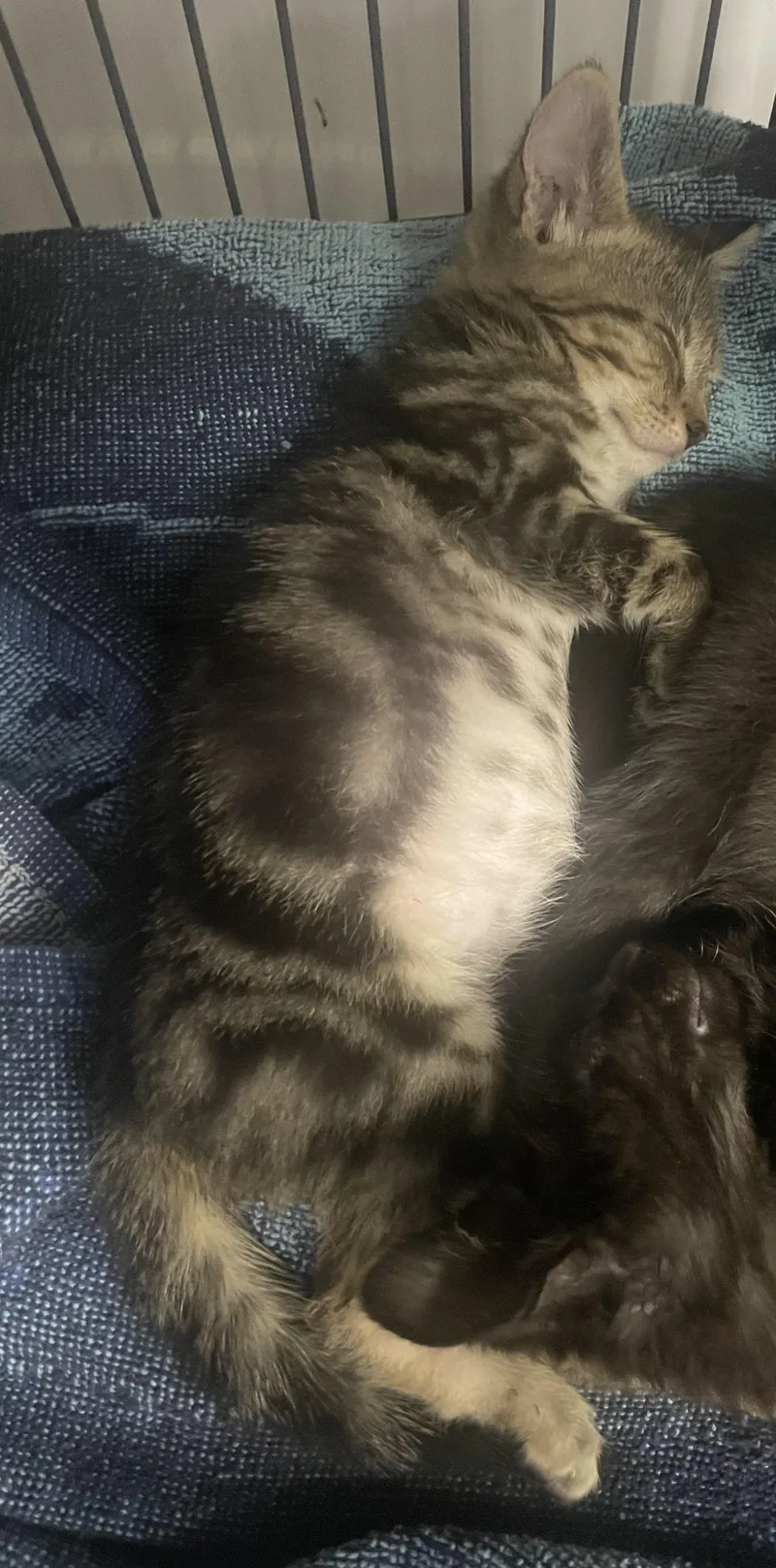 A baby small-sized male Domestic Short Hair cat named Husq for adoption in Goodlettsville, TN