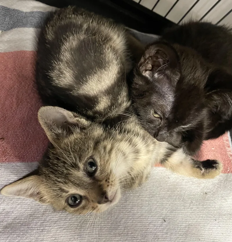 Husq thumbnail 3