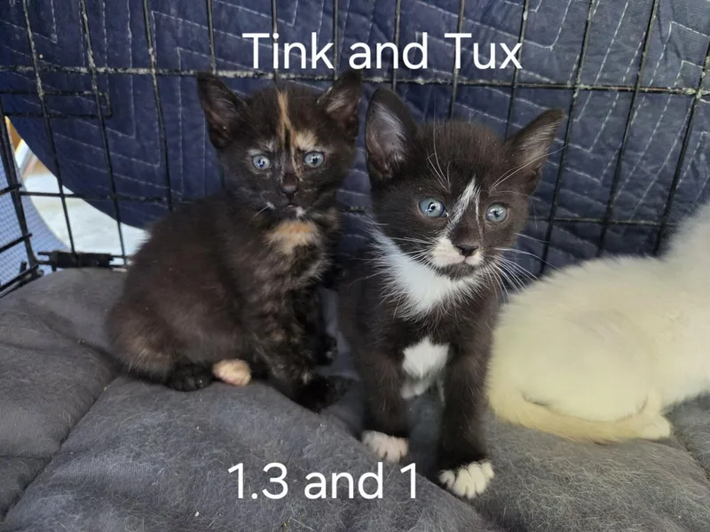 Tink thumbnail 3
