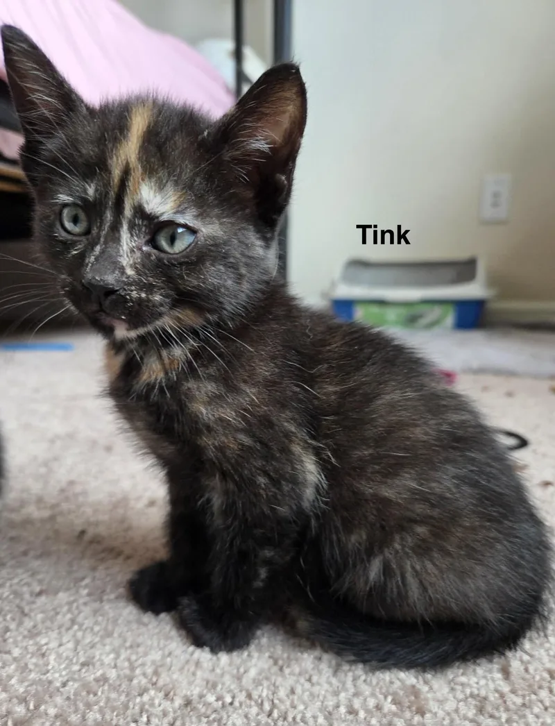 Tink thumbnail 6