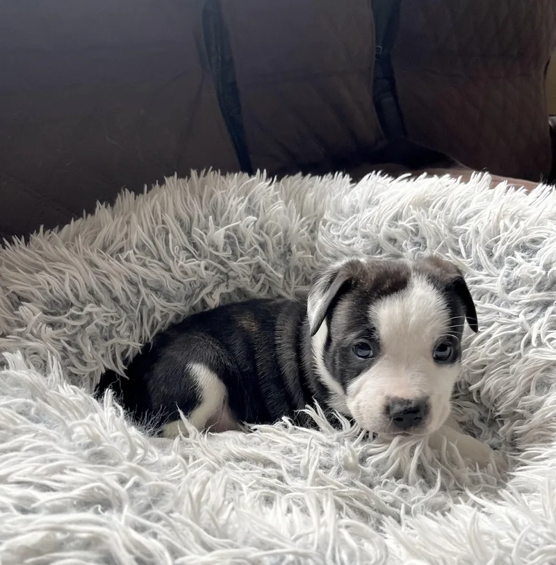 Franklin thumbnail 2