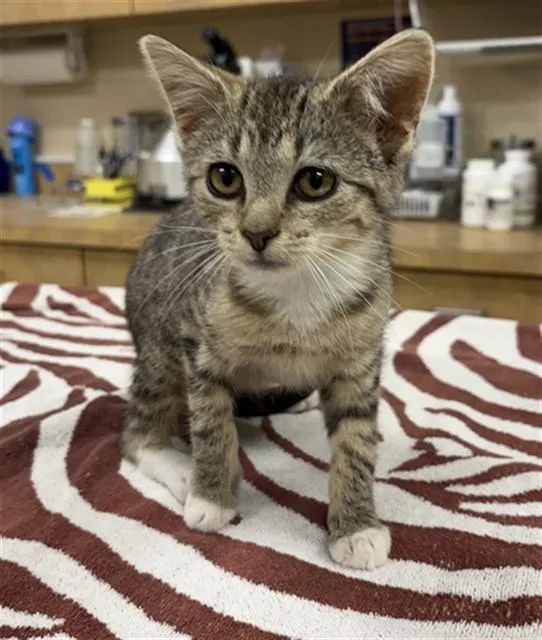 A baby small-sized female Domestic Short Hair cat named Magnolia for adoption in Aliquippa, PA