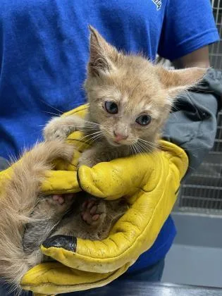 A young small-sized male Domestic Short Hair cat named Tails for adoption in Daytona Beach, FL