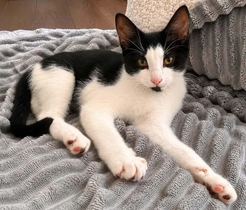 A baby medium-sized female Black & White / Tuxedo Domestic Short Hair cat named Calla for adoption in Breinigsville, PA