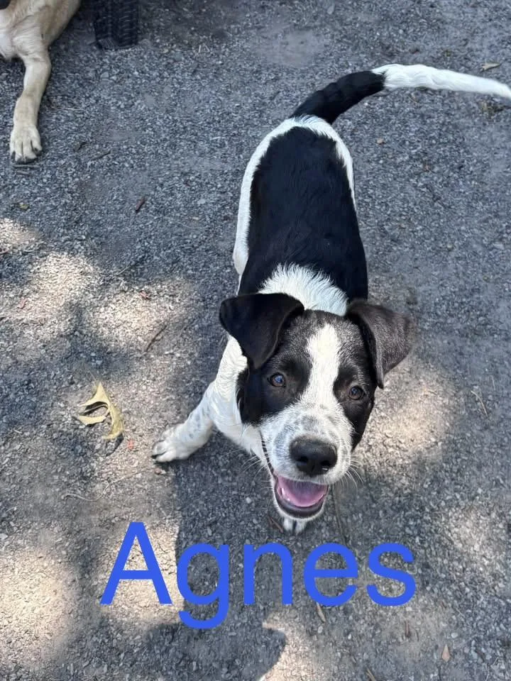 A baby medium-sized female Hound dog named Agnes for adoption in Zimmerman, MN
