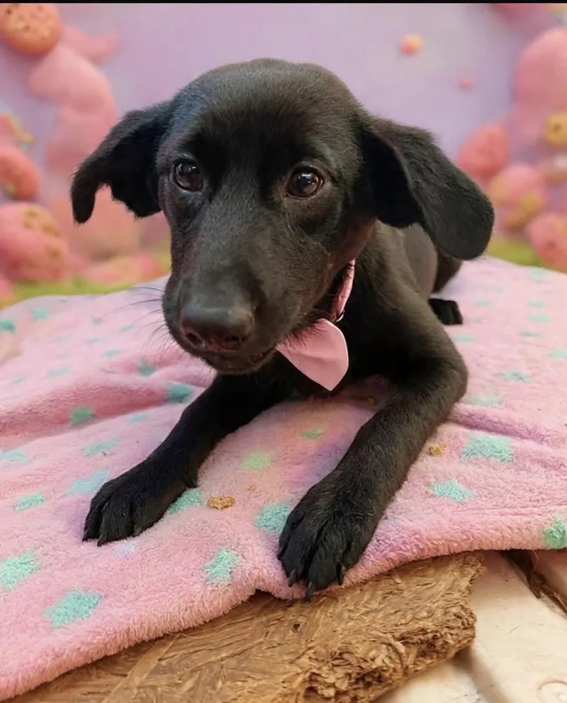 A baby medium-sized female Black and Tan Coonhound dog named Mila for adoption in Escondido, CA