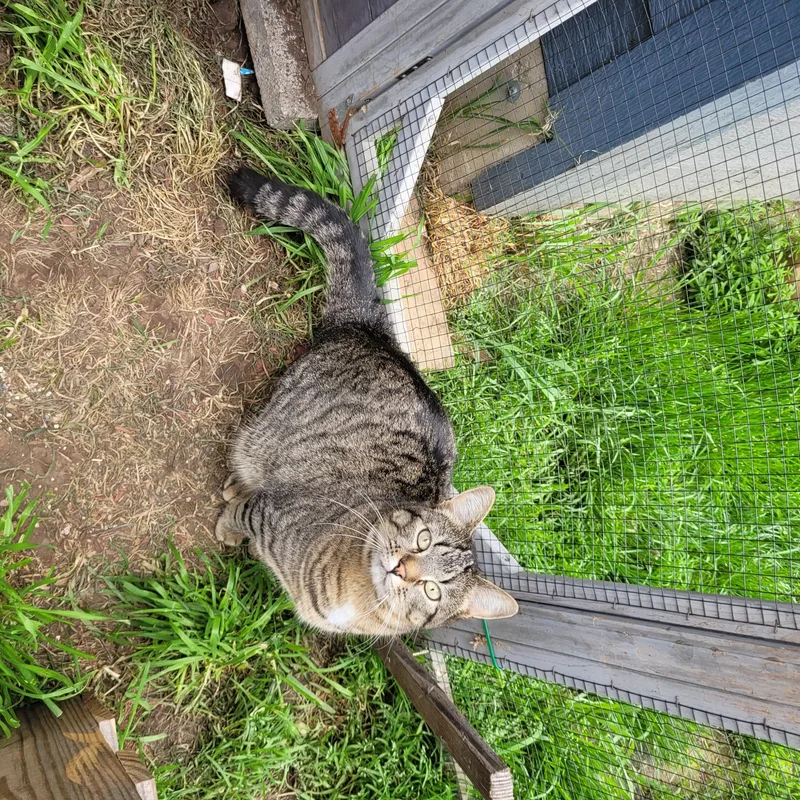 Lollipop thumbnail 2