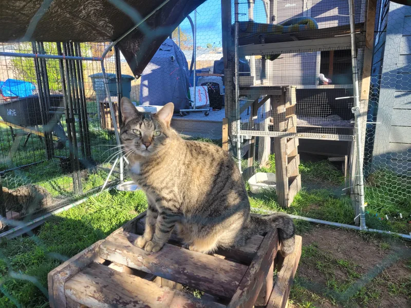 Lollipop thumbnail 3