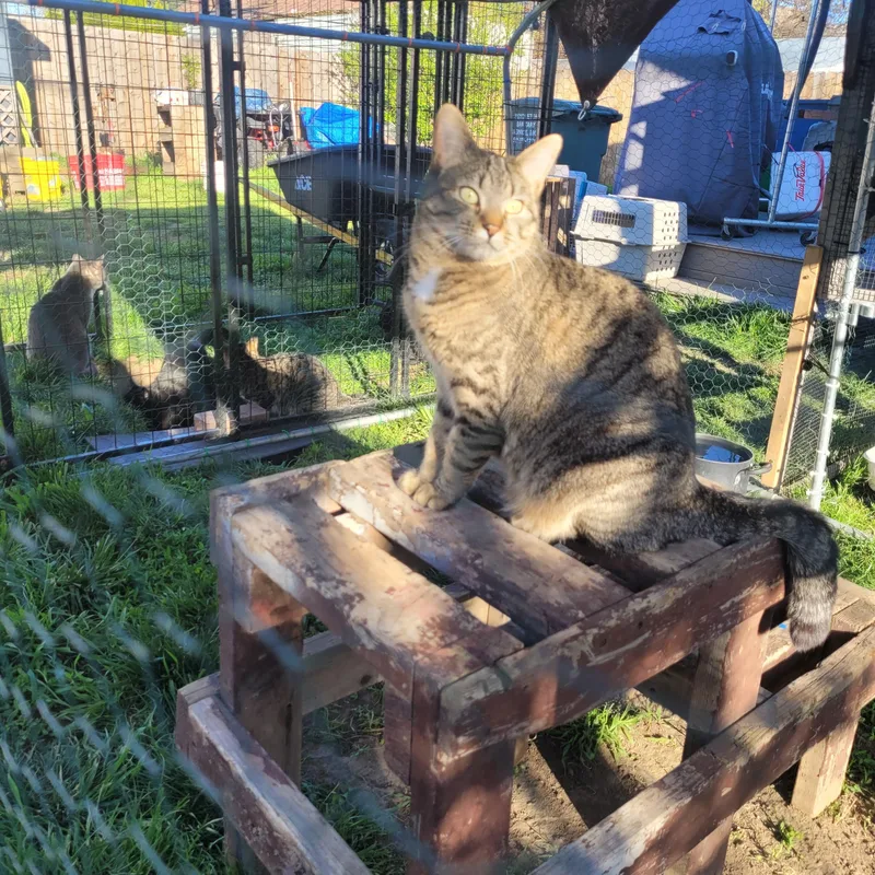 Lollipop thumbnail 4