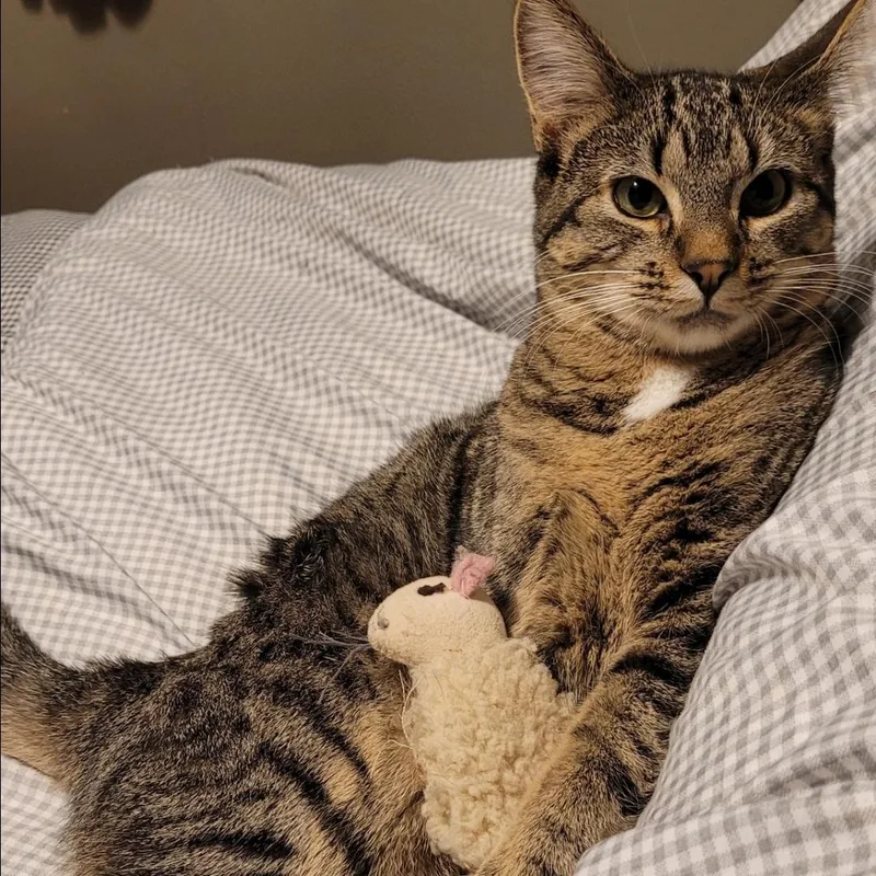 Lollipop thumbnail 5