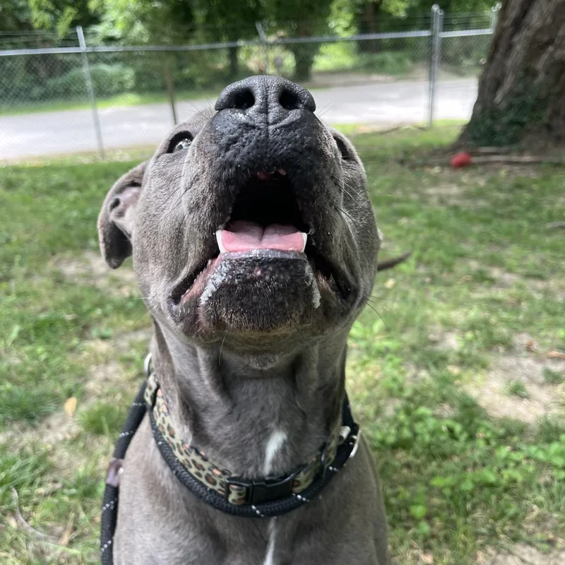 An adult medium-sized female Gray / Blue / Silver Pit Bull Terrier dog named Beatrice for adoption in Belleville, IL