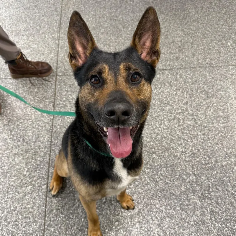 An adult large-sized male Black German Shepherd Dog dog named Sanji for adoption in Deerfield, IL