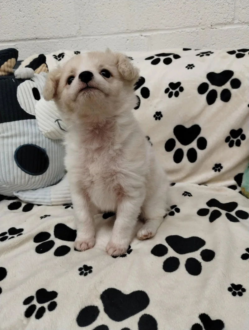 A baby small-sized female Chihuahua dog named Paris for adoption in York, SC