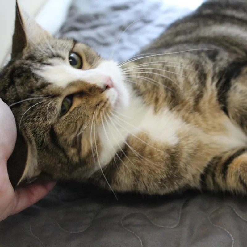 Felony Beans thumbnail 2