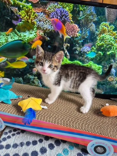 A baby medium-sized female Domestic Medium Hair cat named C Litter Heather for adoption in Livonia, MI