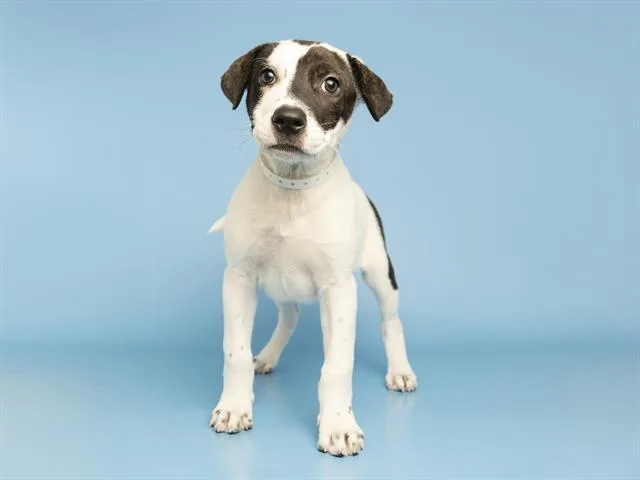 A baby small-sized female Pit Bull Terrier dog named June for adoption in Phoenix, AZ