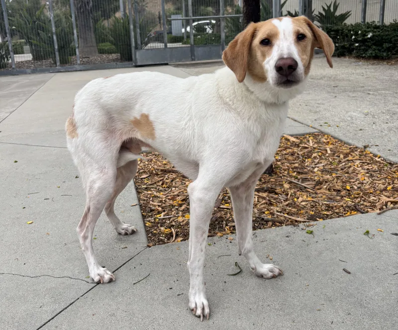 An adult large-sized male Pointer dog named Benji for adoption in San Pedro, CA