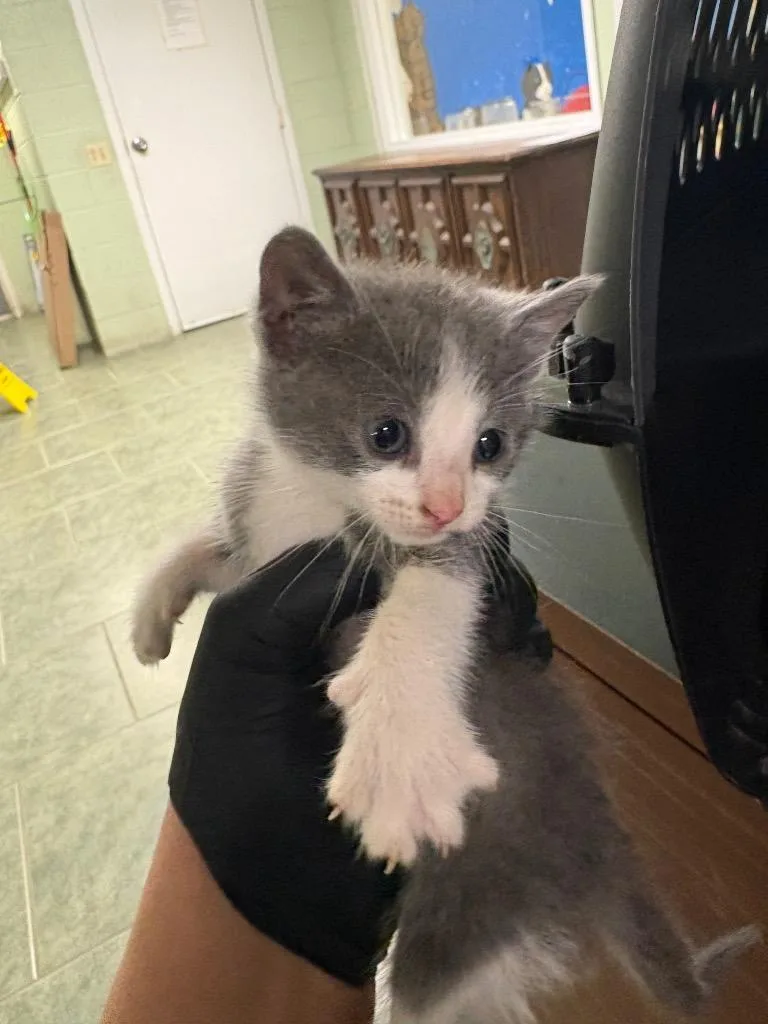 A baby medium-sized female Domestic Short Hair cat named Meow for adoption in Ada, OK