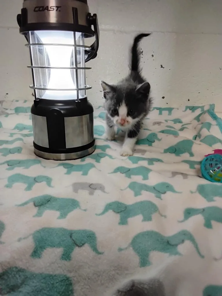 Meow thumbnail 2
