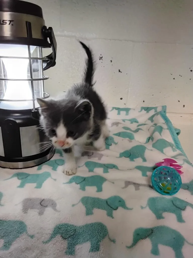 Meow thumbnail 3