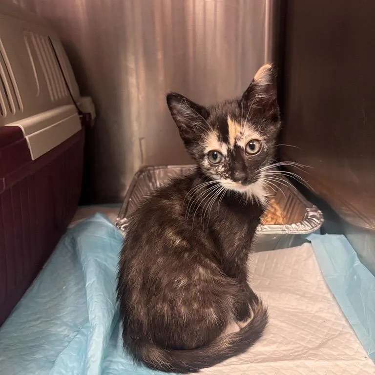 A baby small-sized female Tortoiseshell Domestic Short Hair cat named Nike for adoption in Salt Lake City, UT