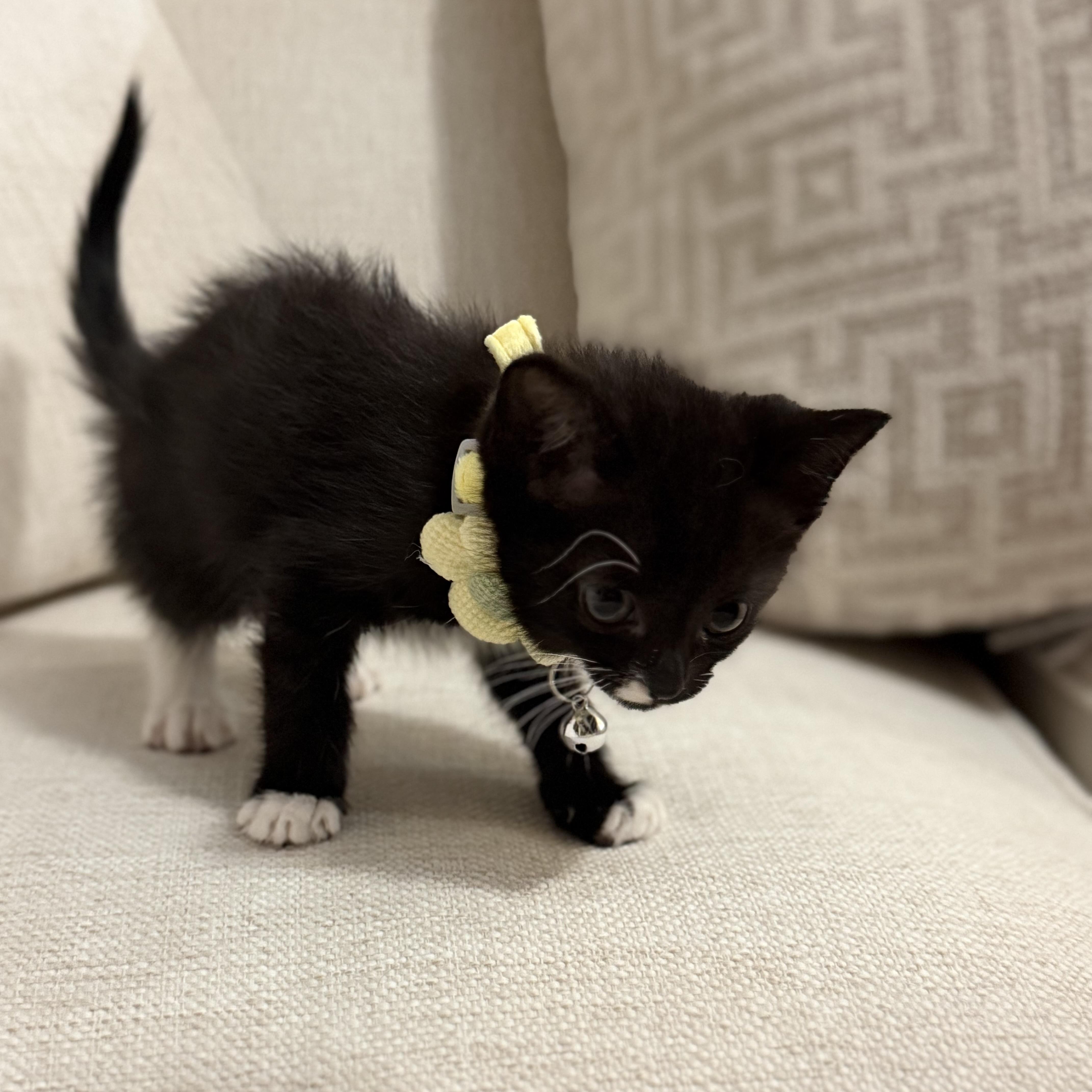 A baby medium-sized female Tuxedo cat named Erin Purr for adoption in Columbia, SC