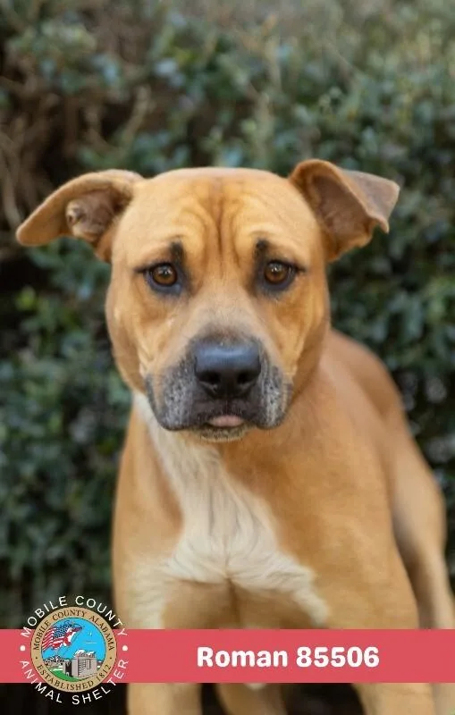 An adult medium-sized male Yellow / Tan / Blond / Fawn Mixed Breed dog named Roman for adoption in Mobile, AL