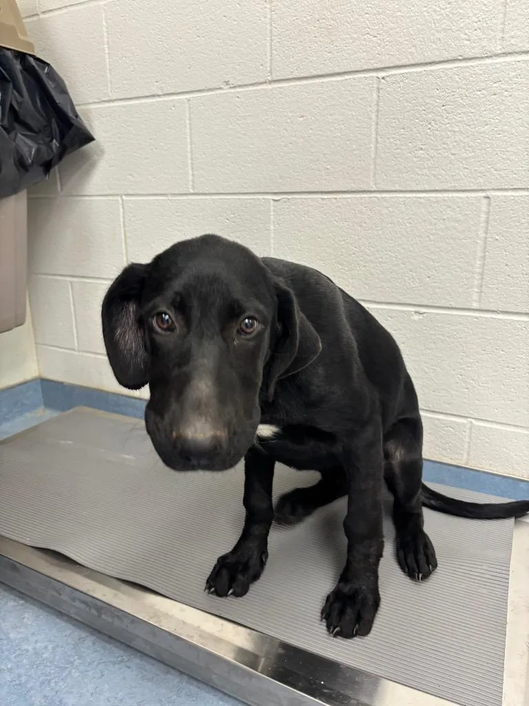 A baby medium-sized female Great Dane dog named Sylvia for adoption in Findlay, OH